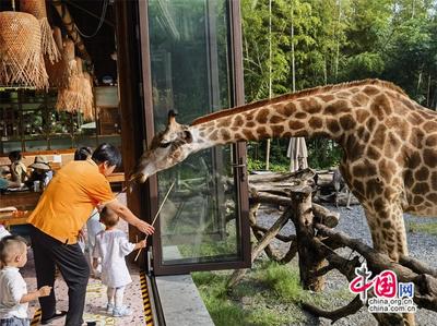 高舜禮 農文旅商融合能否“擰成一股繩”？中西餐飲融合的啟示
